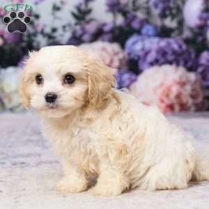 Ava, Cavachon Puppy